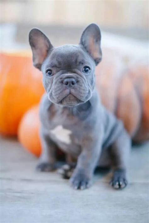 Brindle striping appears on the puppies when they are usually 4 weeks old. Blue Brindle French Bulldogs available for SALE at Fowers ...