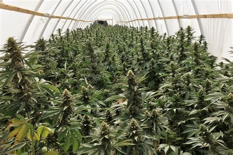 Illegal Pot Farms Have Invaded The California Desert Los Angeles Times
