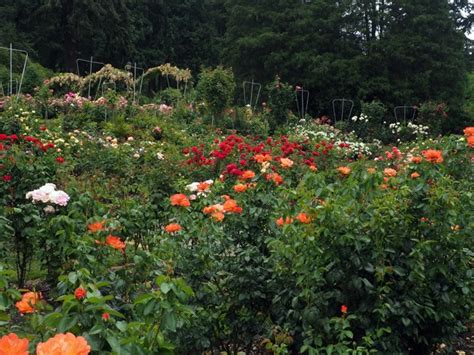 City Of Roses Portlands International Rose Test Garden Mellzah