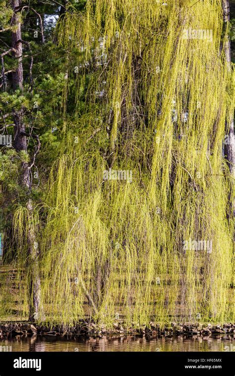 Weeping Willow Tree And Water Hi Res Stock Photography And Images Alamy