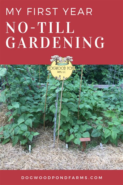 Or, you can directly till the existing grass into the soil, but this may not remove the long roots of persistent weeds. My First Year with a No-till Garden - Experiences and ...