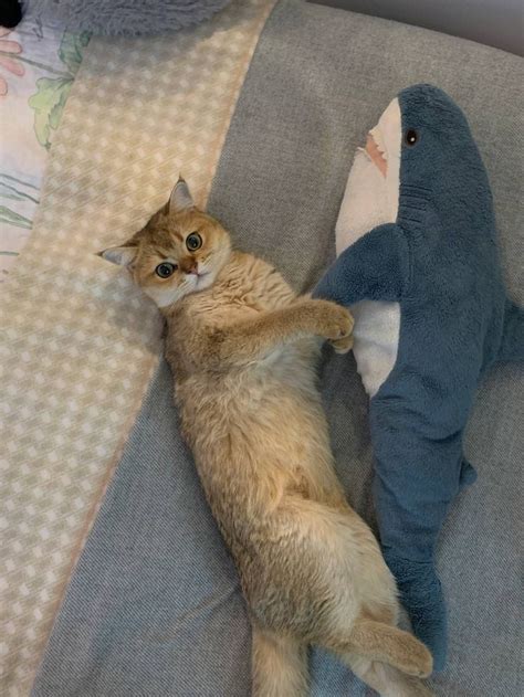 Pin By Fer Mj On Michis In 2023 Shark Plush Cat Shark Silly Animals