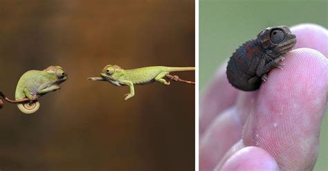 Cool These 14 Baby Chameleons Will Win Your Heart And Make You Fall In