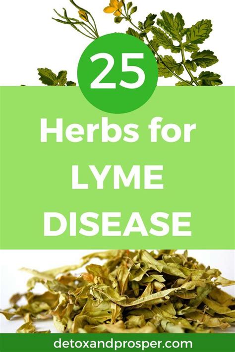 Master List Of Herbs For Lyme Disease Natural Remedies Lyme Lyme