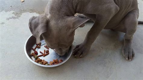 This dry pitbull dog food is an interesting alternative because of the unusual ingredients that are used. Pitbull Puppy 15 weeks old playing fetch & food training ...