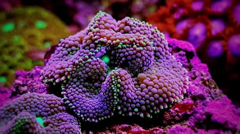 Ricordea Mushroom Is One Of The Most Beautiful Mushroom Corals In The