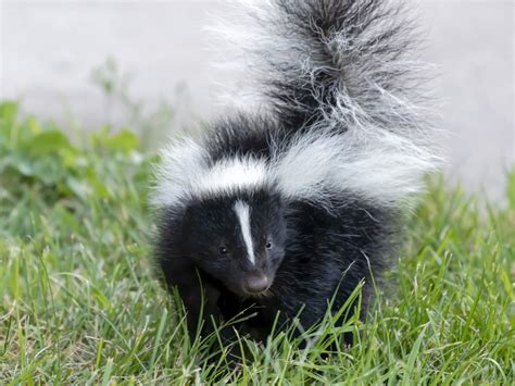 What Happens If A Skunk Sprays Me Poison Control