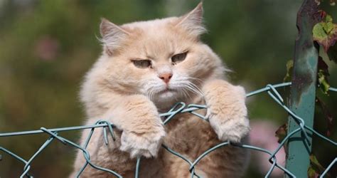 Rather than cutting your cat's food intake too severely, it is better to help him lose weight slowly by switching to a cat food that supports weight loss. Safe Ways To Help Your Cat Lose Weight - CatTime