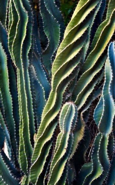 63 Ideas Succulent Cactus Garden Texture For 2019 Plants Cacti And
