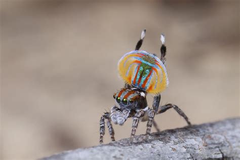 Peacock Spiders Tiny Dancers Australian Geographic