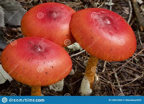 Beautiful Red Mushrooms In Autumn Stock Image Image Of Macro Season