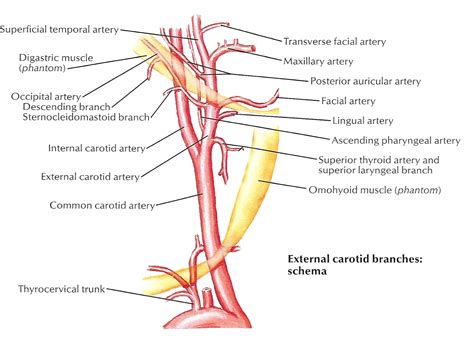 Extracranial Arteries Carotid Artery Internal Carotid Artery Atlas