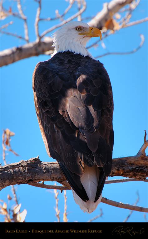Bald Eagles From Bosque Del Apache New Mexico