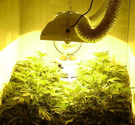This will be the main factor in determining the start by cutting down the main colas of each plant and trimming any fan leaves that are still above the smaller buds. Wiet en Licht - MijnWiet.nl