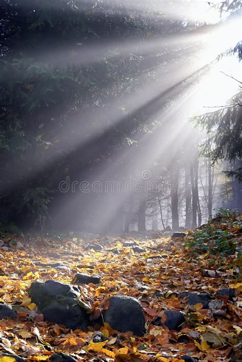 Sunlight In The Fog Stock Photo Image Of Forest Season 34784826