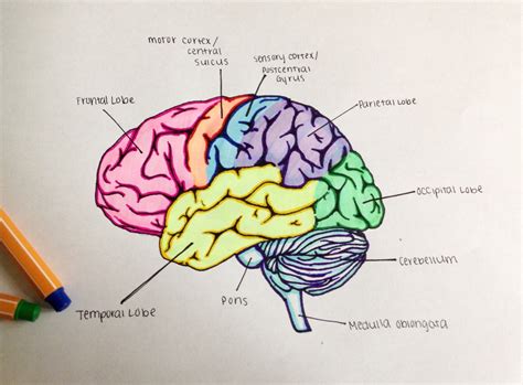 Ap Psychology Neuroscience Lobes Of The Brain Why I Study