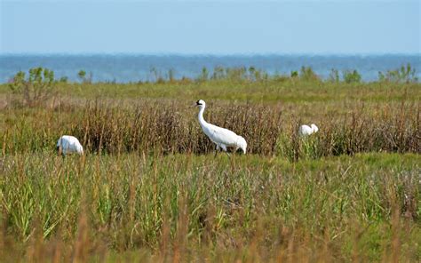 Whooping Cranes Are Nesting In Texas For The First Time In Over A