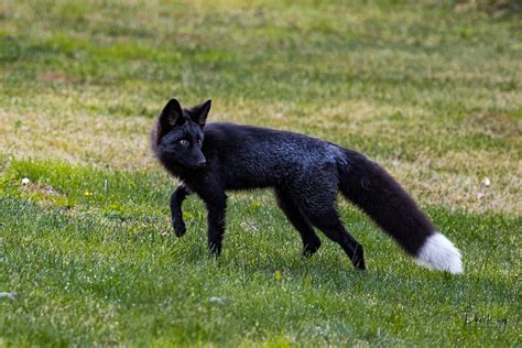 Black Fox Although This Fox Is Black It Is Classified As Flickr