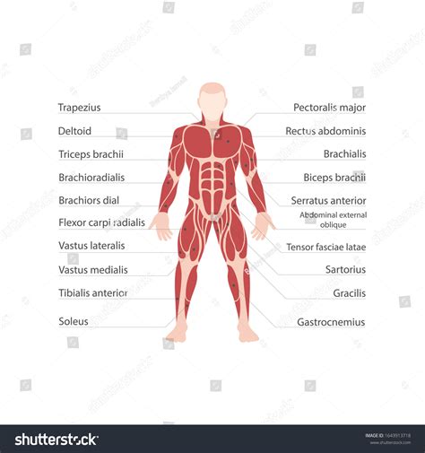 Human Body Has 639 Muscles 570 Stock Illustration 1643913718 Shutterstock