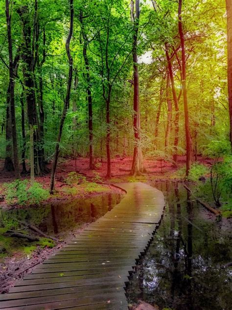 Illuminated Path Five Mile Woods Bucks County Pa Bucks County Pa