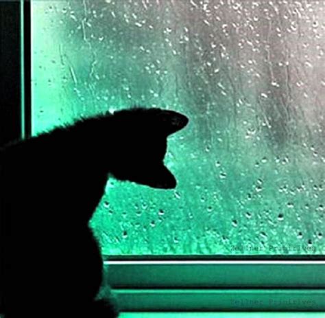Rainy Day Fun Adorable Cat Photography Makes A Great T Etsy