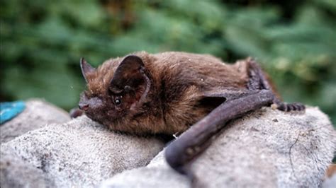 Bats Carrying Rabies Have Been Discovered In Brampton Narcity