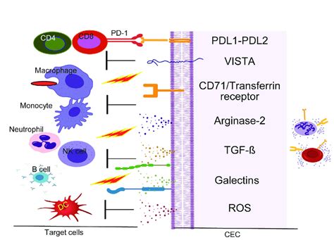 Putative Immunoregulatory Properties Of Cd71 Erythroid Cells The