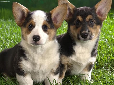 lancashire heeler dog breed pictures information temperament characteristics animals breeds