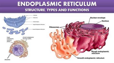 Endoplasmic Reticulum Structure Types And Functions Class 11 And Neet