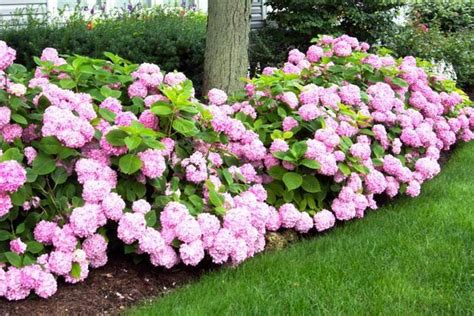 Texas (/ˈtɛksəs/, also locally /ˈtɛksɪz/; Neil Sperry: The challenges of growing hydrangeas | The ...