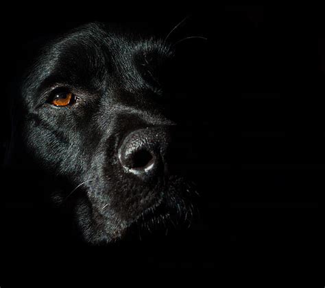 Black Elegance Dog Shadow Elegance Hd Wallpaper Peakpx