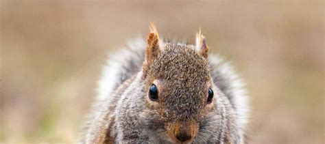 Go Squirrels Missouri Department Of Conservation