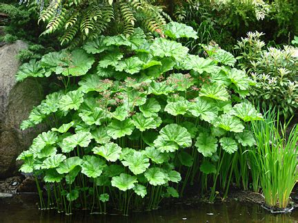 How much does it cost to buy darmera peltata? Darmera peltata "Umbrella Plant" - Buy Online at Annie's ...