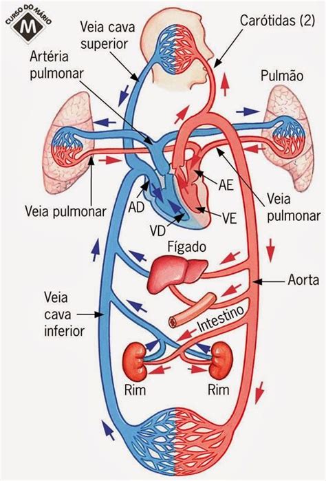 Circulacaosanguinea1 555×819 Anatomía Del Corazón Anatomía