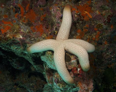 50 Types Of Starfish With Pictures