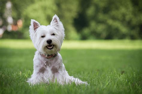 Best Quality West Highland Terrier Puppies For Sale Singapore 2019
