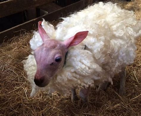 Lamb Born With No Wool Given Fluffy Fleece Bbc News