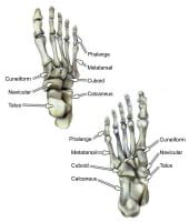Foot Bone Anatomy: Overview, Tarsal Bones - Gross Anatomy, Metatarsal