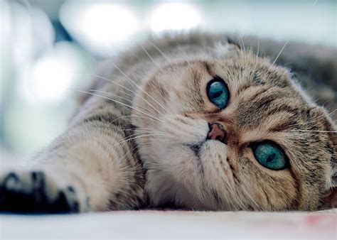 Scottish Fold Bokeh Cat With Blue Eyes Domestic Cat Pets Gray Cat Cute