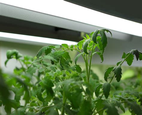 Lightly moisten fresh potting mix and pack firmly into 4. How to Grow Tomatoes Organically Indoors