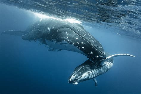 Whale of a time definition at dictionary.com, a free online dictionary with pronunciation, synonyms and translation. Back From the Brink of Extinction, Humpback Whales May ...