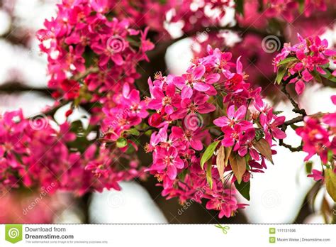 Blossom Tree Over Nature Background Red Spring Flowers Stock Photo