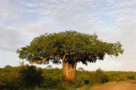 'Everybody has a story that needs to be heard:' Baobab People ...