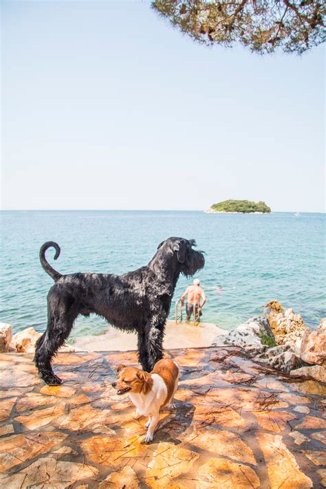 Pet Friendly Beaches | TZ Vrsar