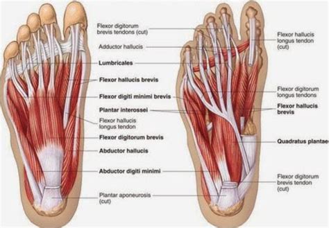 Learn about their differences and the common injuries that affect them here. Developing Strength & Stability in the Foot, Ankle, and ...