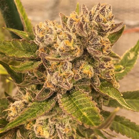 Banana Kush Strain Review Everything You Need To Know And More Weed