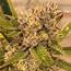 Banana Kush Strain Review  Everything You Need To Know & More – Weed