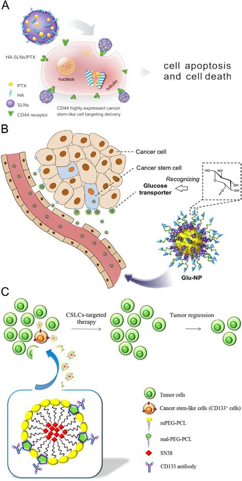 Schematic Illustration Of Cancer Stem Cell Csc Biomarkers Mediated