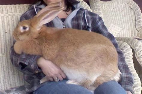 Continental Giant Rabbit Appearance Lifespan Temperament Care Sheet