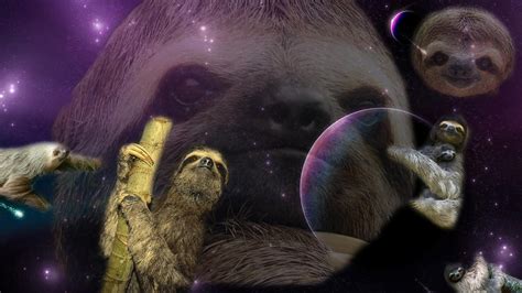 Sloth Desktop Wallpaper Wallpapersafari